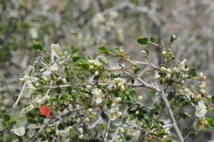 Atraphaxis replicata
