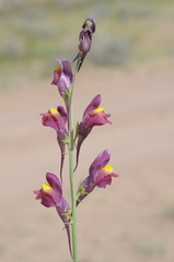 Linaria ramosa
