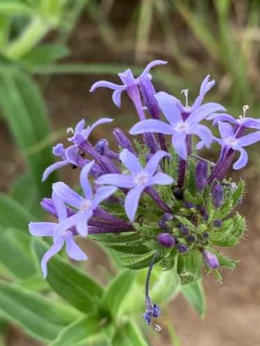 Wild verbena