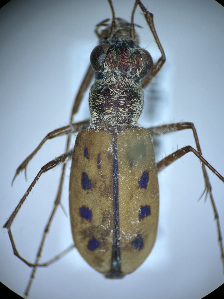 Lophyra cerina