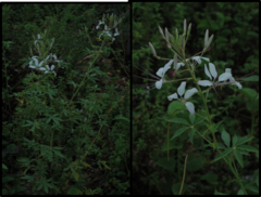 Tarenaya longicarpa