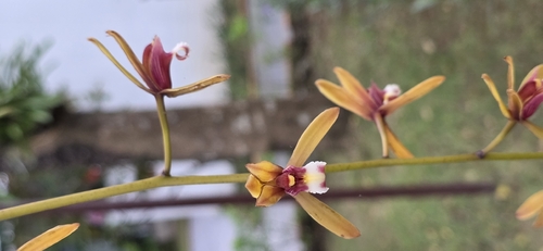 Finlayson's Cymbidium (Cymbidium finlaysonianum)