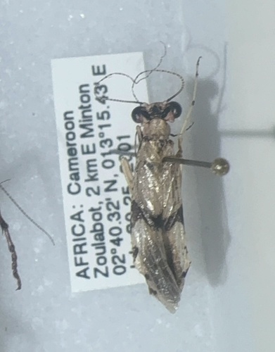 Gigliotoscelis simulans