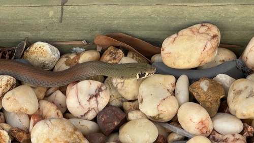 Yellow-faced Whipsnake sighting