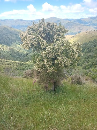 Pennantia corymbosa (Pennantia corymbosa)