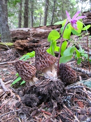 Morchella snyderi