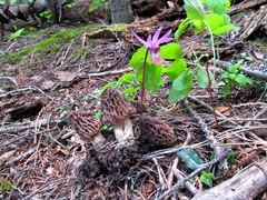 Morchella snyderi