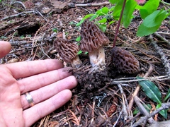 Morchella snyderi