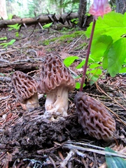 Morchella snyderi