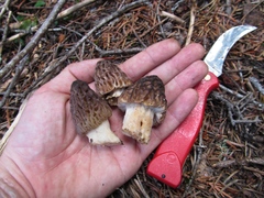Morchella snyderi