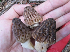 Morchella snyderi