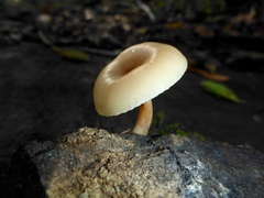 Clitocybe salmonilamella