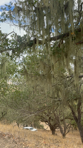 iNaturalist observation photo of lace lichen