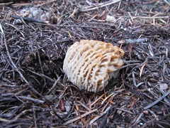 Morchella tridentina