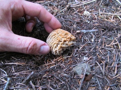 Morchella tridentina