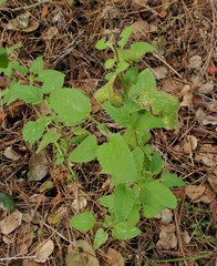 Stachys ajugoides