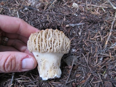 Morchella tridentina