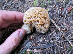 Morchella tridentina
