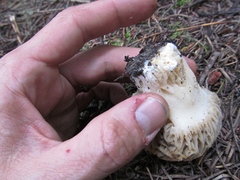 Morchella tridentina