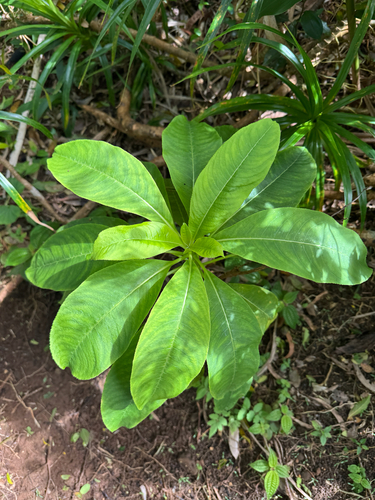 Clermontia kakeana, 2025-03-14