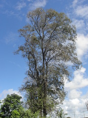 Caraipa densifolia