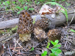 Morchella snyderi