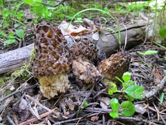 Morchella snyderi