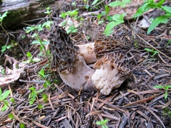 Morchella snyderi