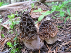 Morchella snyderi