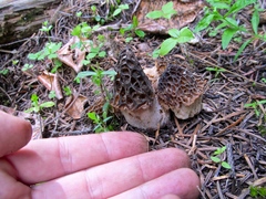 Morchella snyderi