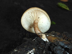 Clitocybe salmonilamella