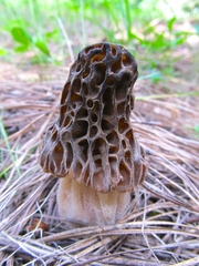 Morchella snyderi