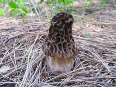 Morchella snyderi