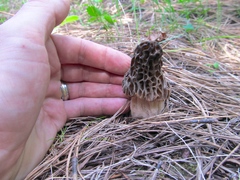 Morchella snyderi