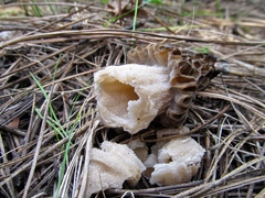 Morchella snyderi