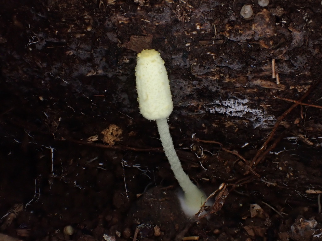 Leucocoprinus fragilissimus · December 2025 · photo: © oqt (iNaturalist, cc-by)