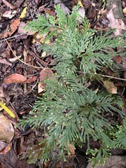 Selaginella longipinna, photograph (c) Todd Huang, some rights reserved (CC BY)