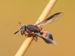 Masarinae