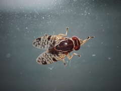 Scholastes bimaculatus