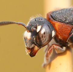 Masarinae
