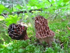Morchella snyderi