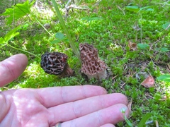 Morchella snyderi