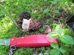 Morchella snyderi