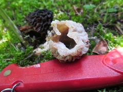 Morchella snyderi