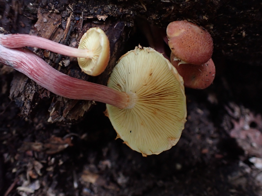 Gymnopilus dilepis · December 2025 · photo: © oqt (iNaturalist, cc-by)