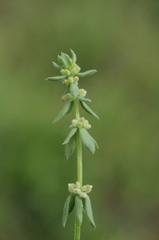 Galium verticillatum