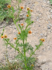 Adonis aestivalis parviflora