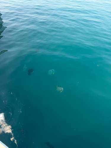 Batfish
