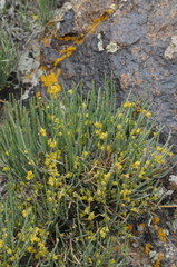 Ephedra intermedia