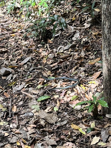 Common Tree Snake sighting